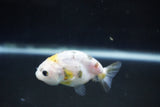 Baby Ranchu  Calico 2.5 Inch (ID#1004R9c-57) Free2Day SHIPPING