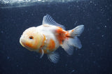 Yuan Bao Oranda  Calico 4 Inch (ID#408Yb10b-44) Free2Day SHIPPING
