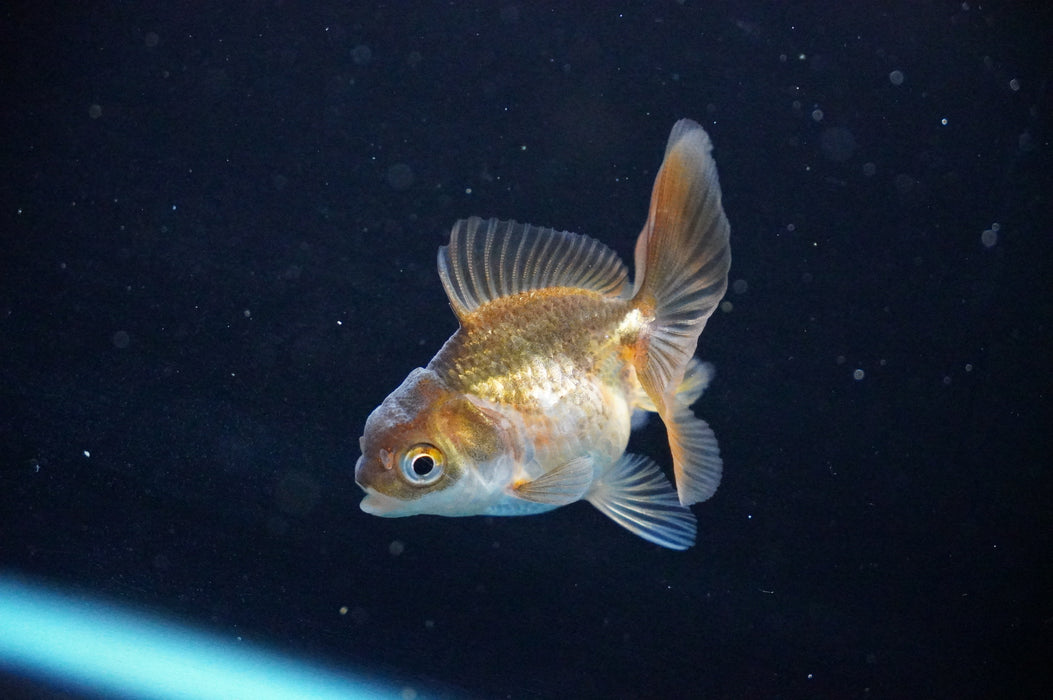 Baby Thai Oranda  Bronze 2.5 Inch (ID#1017TPTA-31) Free2Day SHIPPING