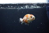 Baby Ranchu  Calico 2.5 Inch (ID#1217R9c-36) Free2Day SHIPPING