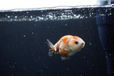 Baby Ranchu  Calico 2.5 Inch (ID#1217R9c-36) Free2Day SHIPPING