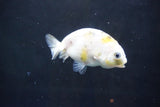 Baby Ranchu  Calico 2.5 Inch (ID#1004R9c-57) Free2Day SHIPPING