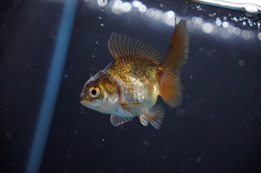 Baby Thai Oranda  Bronze 2.5 Inch (ID#1017TPTA-31) Free2Day SHIPPING