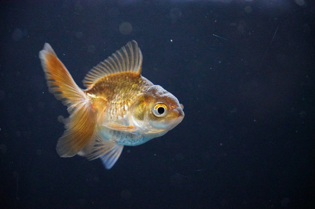 Baby Thai Oranda  Bronze 2.5 Inch (ID#1017TPTA-31) Free2Day SHIPPING