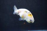 Baby Ranchu  Calico 2.5 Inch (ID#1004R9c-57) Free2Day SHIPPING