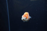 Baby Ranchu  Calico 2.5 Inch (ID#1217R9c-36) Free2Day SHIPPING