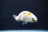 Baby Ranchu  Calico 2.5 Inch (ID#1004R9c-57) Free2Day SHIPPING