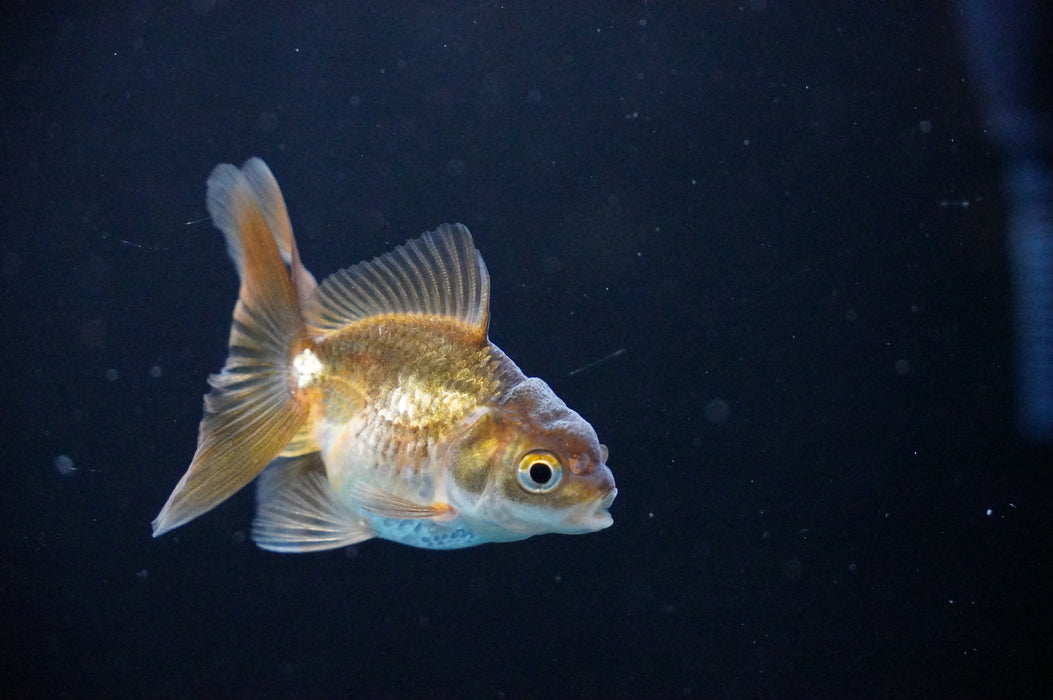 Baby Thai Oranda  Bronze 2.5 Inch (ID#1017TPTA-31) Free2Day SHIPPING
