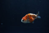 Baby Ranchu  Calico 2.5 Inch (ID#1217R9c-36) Free2Day SHIPPING