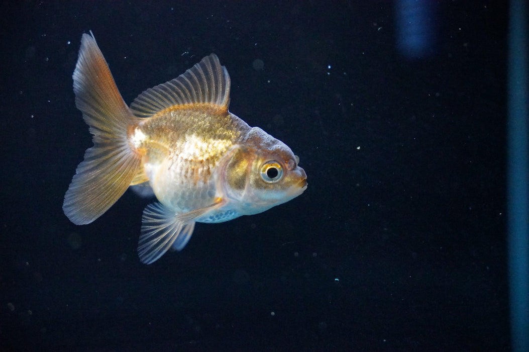 Baby Thai Oranda  Bronze 2.5 Inch (ID#1017TPTA-31) Free2Day SHIPPING