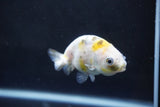 Baby Ranchu  Calico 2.5 Inch (ID#1004R9c-57) Free2Day SHIPPING