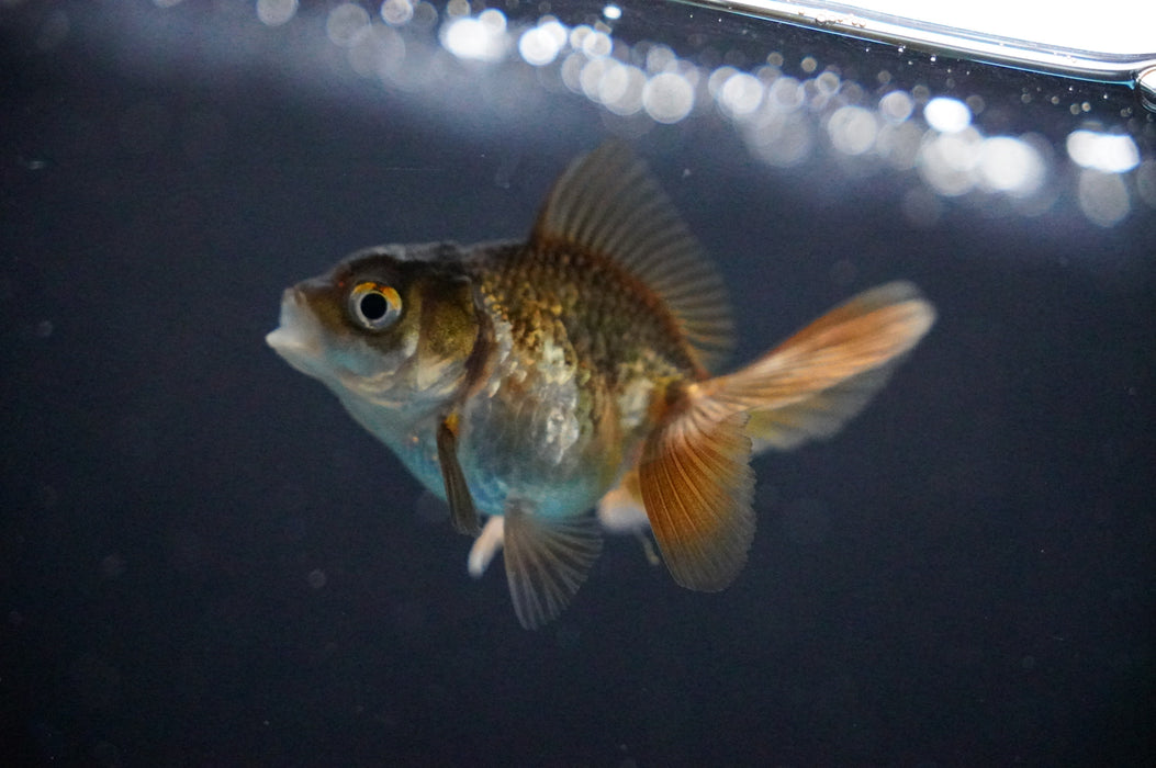 Baby Thai Oranda  Bronze 2.5 Inch (ID#1017TPTA-31) Free2Day SHIPPING