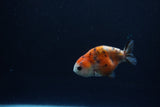 Baby Ranchu  Calico 2.5 Inch (ID#1217R9c-36) Free2Day SHIPPING