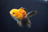 Juvenile Thai Oranda  Tricolor 3.5 Inch (ID#902To13bpt6-56) Free2Day SHIPPING