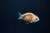 Baby Ranchu  Calico 2.5 Inch (ID#1217R9c-36) Free2Day SHIPPING