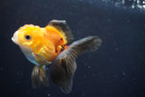 Juvenile Thai Oranda  Tricolor 3.5 Inch (ID#902To13bpt6-56) Free2Day SHIPPING