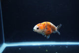 Baby Ranchu  Calico 2.5 Inch (ID#1217R9c-36) Free2Day SHIPPING