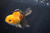 Juvenile Thai Oranda  Tricolor 3.5 Inch (ID#902To13bpt6-56) Free2Day SHIPPING