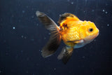 Juvenile Thai Oranda  Tricolor 3.5 Inch (ID#902To13bpt6-56) Free2Day SHIPPING