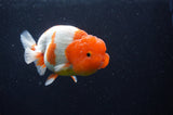 Lionchu  Red White 4 Inch (ID#228R12b-101) Free2Day SHIPPING