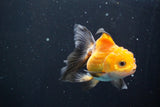 Juvenile Thai Oranda  Tricolor 3.5 Inch (ID#902To13bpt6-56) Free2Day SHIPPING