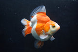 Ryukin  Red White 5 Inch (ID#1004Ry8a-7) Free2Day SHIPPING