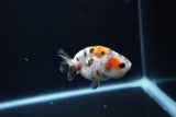 Baby Ranchu  Calico 2.5 Inch (ID#1217R9c-37) Free2Day SHIPPING