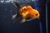 Juvenile Thai Oranda  Tricolor 3.5 Inch (ID#902To13bpt6-56) Free2Day SHIPPING