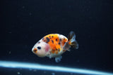 Baby Ranchu  Calico 2.5 Inch (ID#1217R9c-37) Free2Day SHIPPING