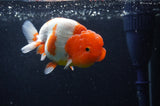 Lionchu  Red White 4 Inch (ID#228R12b-101) Free2Day SHIPPING
