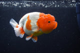 Lionchu  Red White 4 Inch (ID#228R12b-101) Free2Day SHIPPING