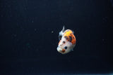 Baby Ranchu  Calico 2.5 Inch (ID#1217R9c-37) Free2Day SHIPPING