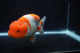 Lionchu  Red White 4 Inch (ID#228R12b-101) Free2Day SHIPPING