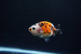 Baby Ranchu  Calico 2.5 Inch (ID#1217R9c-37) Free2Day SHIPPING