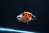 Baby Ranchu  Calico 2.5 Inch (ID#1217R9c-37) Free2Day SHIPPING