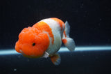 Lionchu  Red White 4 Inch (ID#228R12b-101) Free2Day SHIPPING