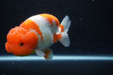 Lionchu  Red White 4 Inch (ID#228R12b-101) Free2Day SHIPPING