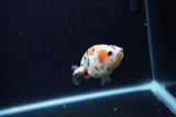 Baby Ranchu  Calico 2.5 Inch (ID#1217R9c-37) Free2Day SHIPPING