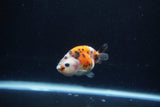 Baby Ranchu  Calico 2.5 Inch (ID#1217R9c-37) Free2Day SHIPPING