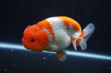 Lionchu  Red White 4 Inch (ID#228R12b-101) Free2Day SHIPPING