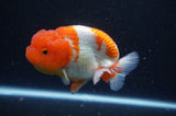 Lionchu  Red White 4 Inch (ID#228R12b-101) Free2Day SHIPPING