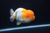 Lionchu  Red White 4.5 Inch (ID#228R12b-102) Free2Day SHIPPING