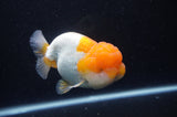 Lionchu  Red White 4.5 Inch (ID#228R12b-102) Free2Day SHIPPING