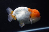 Lionchu  Red White 4.5 Inch (ID#228R12b-102) Free2Day SHIPPING