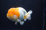 Lionchu  Red White 4.5 Inch (ID#228R12b-102) Free2Day SHIPPING
