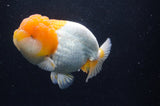 Lionchu  Red White 4.5 Inch (ID#228R12b-102) Free2Day SHIPPING