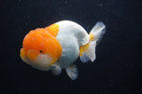 Lionchu  Red White 4.5 Inch (ID#228R12b-102) Free2Day SHIPPING