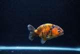 Baby Ranchu  Calico 3 Inch (ID#1217R9c-38) Free2Day SHIPPING