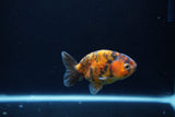 Baby Ranchu  Calico 3 Inch (ID#1217R9c-38) Free2Day SHIPPING