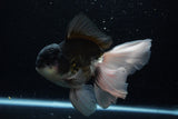 Thai Oranda  Panda 6 Inch (ID#1203To6b-106)